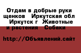 Отдам в добрые руки щенков - Иркутская обл., Иркутск г. Животные и растения » Собаки   